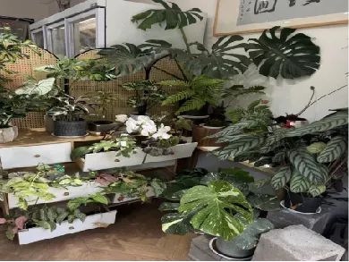 博思花藝婚慶教育，婚慶培訓(xùn)，花藝培訓(xùn)，插花培訓(xùn)，花藝師培訓(xùn)，主持人培訓(xùn)，商務(wù)主持人培訓(xùn)，花店運(yùn)營(yíng)培訓(xùn)，花店全系統(tǒng)營(yíng)銷(xiāo)，小白開(kāi)花店，小白學(xué)主持，金璽棠婚慶酒店，金璽棠總部，鄭州金麻雀教育科技有限公司